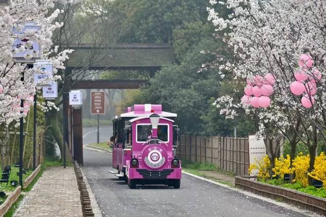 網紅小火車